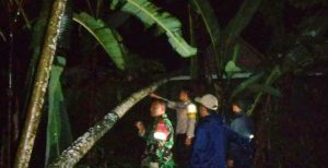 Pohon Albasia Roboh Timpa Rumah di Kutasari