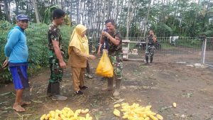 Ubinan Dapat Diterapkan Sebagai Tolak Ukur Per Petak
