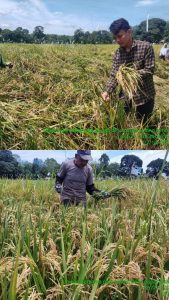 Menyikapi dampak inflasi di provinsi jambi, kades desa pagar puding lamo mengajak masyarakat manfaat kan lahan kosong untuk berkebun