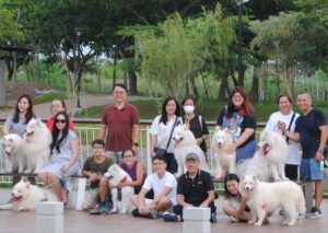 Kemeriahan Komunitas Anjing Samoyed Social Club Dengan Berbagai Lomba Dan Edukasi