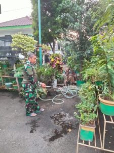 Dukung Ketahanan Pangan, Babinsa Koramil 05/ KJ Rawat Tanaman Depan Makoramil
