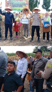 Kelompok Tani Maju Bersama Panen Raya Jagung Di Desa Karang Agung