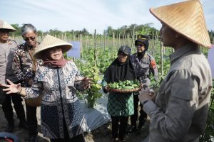 Lakukan Panen Perdana Bupati Kustini Sri Purnomo Dukung Optimalisasi Tanah Kas Desa Melalui Budidaya Mentimun Dan Cabe.