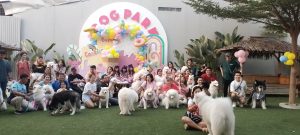 Samoyed Social Club Berikan Edukasi Tentang “Solusi Kenakalan Somoyed” Di Acara Ulang Tahun Cookies Dan Gummy Samoyed