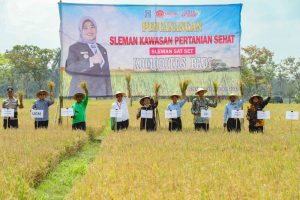 Untuk Mengembangkan Pertanian Bupati Sleman, Canangkan Kawasan Pertanian Padi Sehat.
