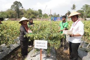 Saat Canangkan Cabai Sehat Ramah Lingkungan, Bupati Sleman Dorong Sleman Jadi Kawasan Pertanian Sehat.