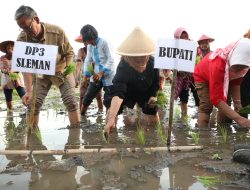 Demi Percepat Luas Tambah Tanam, Bupati Sleman Lakukan Gerakan Tanam Padi Bersama.