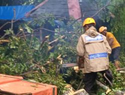 Akibat Hujan Disertai Angin Kencang, Banyak Pohon Bertumbangan