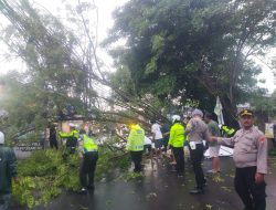 Sigap, Personel Polsek Ciputat dan Sat Lantas Polres Tangsel Evakuasi Pohon Tumbang di Ciputat