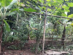 Inge Ivona Protes, Tanah Miliknya Dijadikan TPU Oleh Warga Desa Cintawargi Karawang