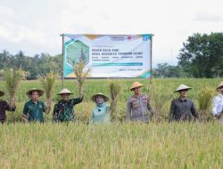 Bupati Sleman Lakukan Panen Raya di Bulak Sawah Kelompok Tani Tunas Harapan