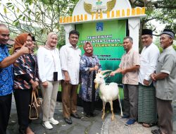 Guna Pengembangan Unit Usaha BUMKal Kabupaten Sleman, Bupati Kustini Sri Purnomo Serahkan Bantuan Hewan Ternak