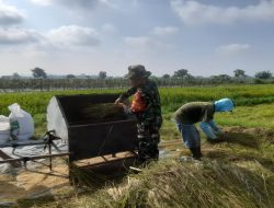 Sukseskan Ketahanan Pangan, Babinsa Koramil 0808/22 Wonodadi Turun Ke Sawah