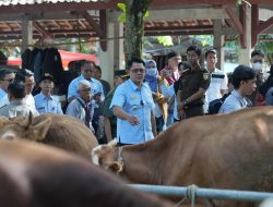 Pastikan Persediaan Hewan Qurban, Wakil Bupati Sleman dan Tim TPID Lakukan Pemantauan di Pasar Hewan dan Peternak