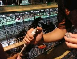 Cara Baru UPT Pembibitan Ternak Dinas Perikanan dan Peternakan Menggunakan Metode Kawin Suntik Dengan Alat Mikropipet 