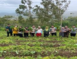 Mahasiswa KKN-K UTM Bantu Petani Panen Wortel, Harga Melonjak Jelang Tahun Baru