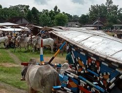 Peringati Salapanan, Kelompok Kandang Taruna Bumi Ajak Masyarakat Keliling Ke – Wisata Pondok Wonolelo