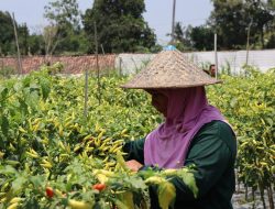 Dinas Pertanian Pangan dan Perikanan Sleman, Menyebut Tingginya Harga Cabai di Pengaruhi Faktor Cuaca
