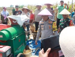 Dukung Ketahanan Pangan, Polres Lahat Gelar Panen Jagung Seluas Satu Hektare
