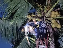 Respon Cepat Polsek Belimbing Bersama Masyarakat Evakuasi GJR Korban Meninggal Dunia Saat Memanjat Pohon Kelapa