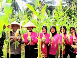 Polres Kepulauan Meranti Panen Raya Jagung di Desa Gogok Kecamatan Tebing Tinggi Barat