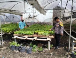 Wujudkan Ketahanan Pangan; Bhabinkamtibmas Polresta Banyuwangi manfaatkan lahan pekarangan produktif pembibitan cabai dan terong