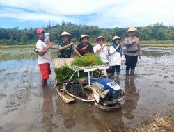 Kabupaten Sleman, Mengikuti Tanam Padi Serentak Bersama 180 Kabupaten dan Kota Se – Indonesia