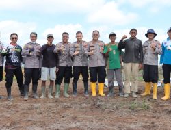 Mewujudkan Ketahanan Pangan Nasional Kapolres Melawi Pimpin Tanam Jagung