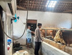 Dukung Asta Cita Presiden Prabowo Subianto, Polresta Banyuwangi Sinergi bersama Peternakan Sapi
