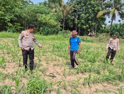 Kanit Binmas Cipocok Jaya, Bersama Bhabinkamtibmas Monitoring Pertumbuhan Tanaman Jagung Dalam Giat Ketahanan Pangan