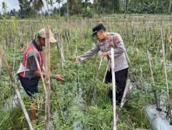 Sukseskan Ketahanan Pangan Nasional, Kapolsek Licin Polresta Banyuwangi Tinjau Budidaya Cabai di Desa Kluncing