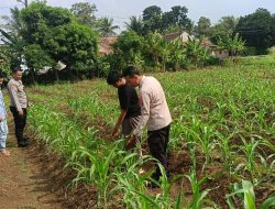 Dukung Ketahanan Pangan, Bhabinkamtibmas Polsek Baros Polresta Serkot Kunjungi Petani Jagung