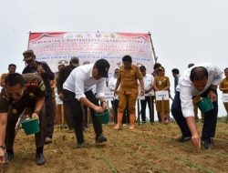 Bupati Humbahas bersama Warga Parsingguran II Turun Kesawah, Tanam Padi Gogo Bareng Forkopimda di Pollung: Warga Parsingguran II Antusias Sambut Bantuan CSR .