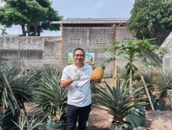 Pj Lurah Maguwoharjo, M. Falak Susanto, Dukung KWT Mekar Mulyo Kembangkan Nanas Bagong