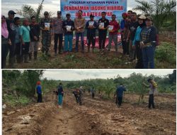 Desa Batu Ampar Dukung Penanaman Jagung Hibrida Untuk Meningkatkan Ketahanan Pangan