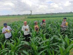 Bhabinkamtibmas Dampingi Petani Jagung di Kalipait, Dukung Ketahanan Pangan Banyuwangi