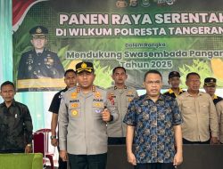 Camat Rajeg, Oman Apriaman Menghadiri Panen Jagung di Kalurahan Sukatani
