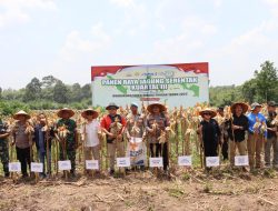 Kapolres Melawi Bersama Bupati Panen Raya Jagung Serentak Kuartal III di Desa Tanjung Tengang