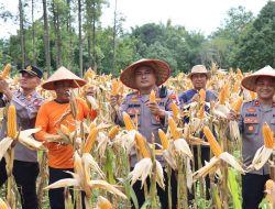 Tingkatkan Swasembada Pangan Nasional Kapolres Melawi Panen Jagung di Desa Batu Ampar Kecamatan Belimbing Kabupaten Melawi Kal-Bar