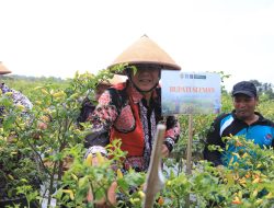 Manfaatkan BKK Dana Keistimewaan DIY, Masyarakat Banyurejo Panen Cabai dan Semangka