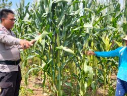 Bhabinkamtibmas Polres Lahat Megecek Tanaman Pangan Jagung Stratigis Tanaman Pangan Nasional .
