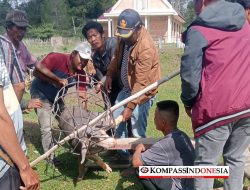 Warga Parbaba Dolok Gelar Tradisi Martua Momo, Doa Bersama Minta Hujan dan Berkah Panen