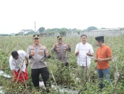 Kapolres Nganjuk Tinjau Panen Raya Tomat, Dukung Program Ketahanan Pangan dan Makan Bergizi Gratis