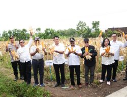 Hadiri Panen Jagung, Wakil Bupati Sleman Berharap Petani dan Pemerintah Berkolaborasi Tingkatkan Produktivitas
