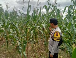 KhabinKamtibmas Polsek Kikim Timur Melaksanakan Pemgecekkan Tanaman Jagung Dalam Mendukung ketahanan Pangan.