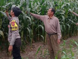 Polsek Kikim Timur Melaksanakan Pengecekan Tanaman Jagung Selauas Dua Hektar(2 HA)  Di Desa Lubuk Tampang .