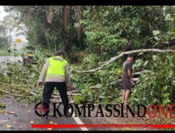 Pohon Tumbang di Jalan Lintas Sumatera Desa Gunung Kembang Kec. Kikim Timur Kab. Lahat.