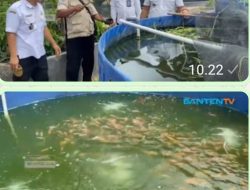 Budidaya Ikan Nila Dongkrak Ekonomi Desa Kopo, Panen Perdana Capai 3,5 Ton