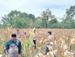 Dukung Swasembada Pangan, Polsek Pajar Bulan Gelar Panen Jagung
