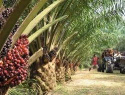 Warganet Soroti Aktivisme Lingkungan dan Jejak Bisnis Virdian
